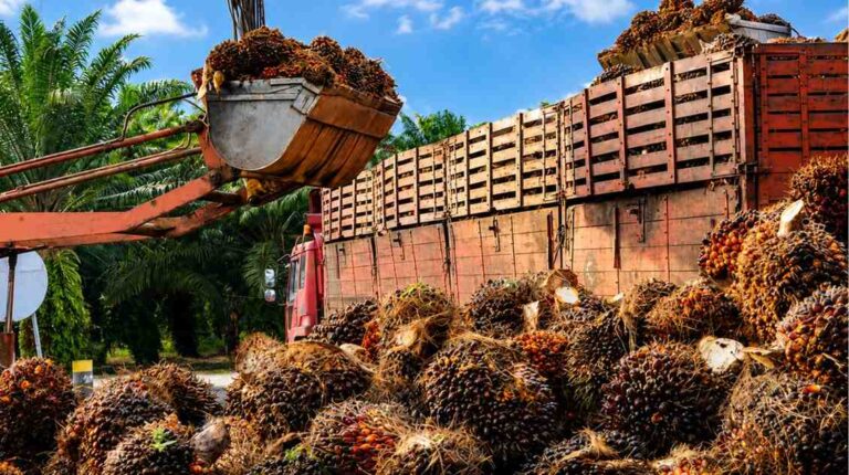indonesia-palm-oil-export-ban-opportunity-for-india