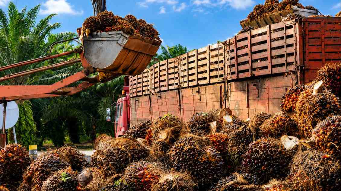 indonesia-palm-oil-export-ban-opportunity-for-india
