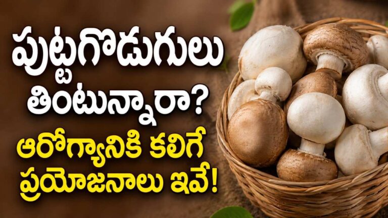 Health Benefits of mushrooms