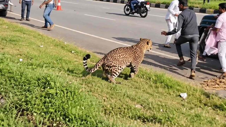Leopard