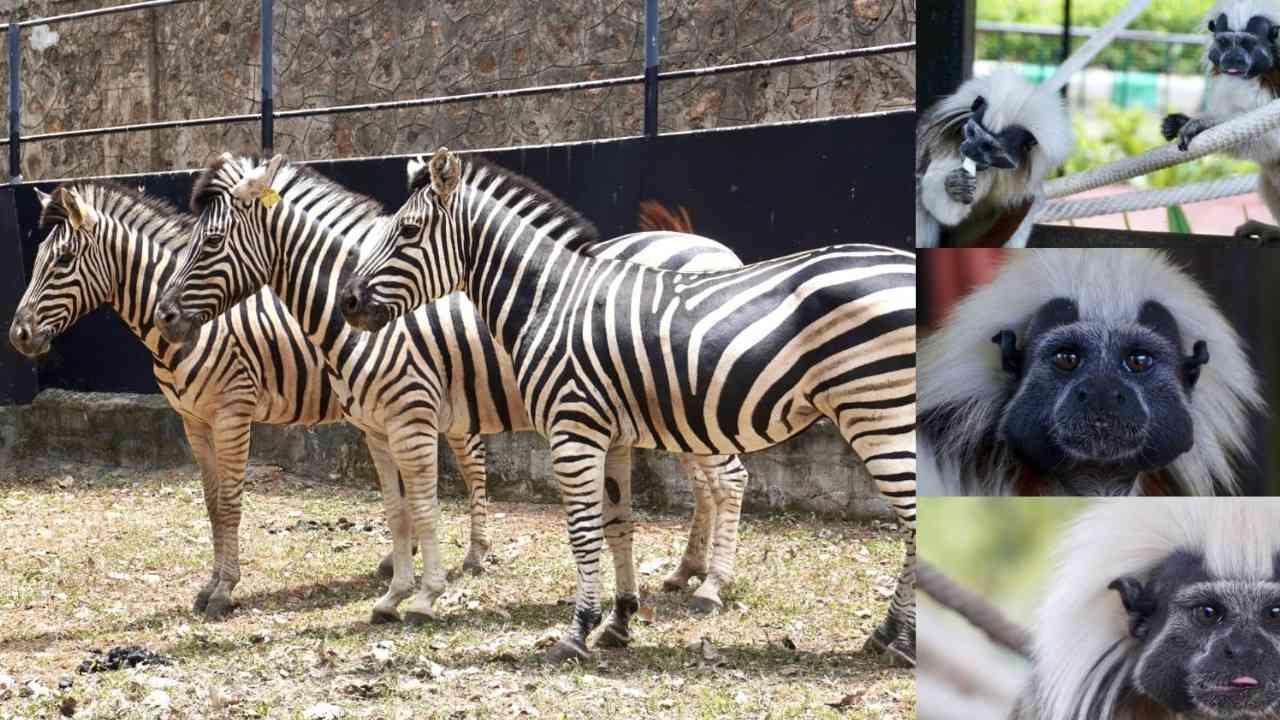 Vizag Zoo